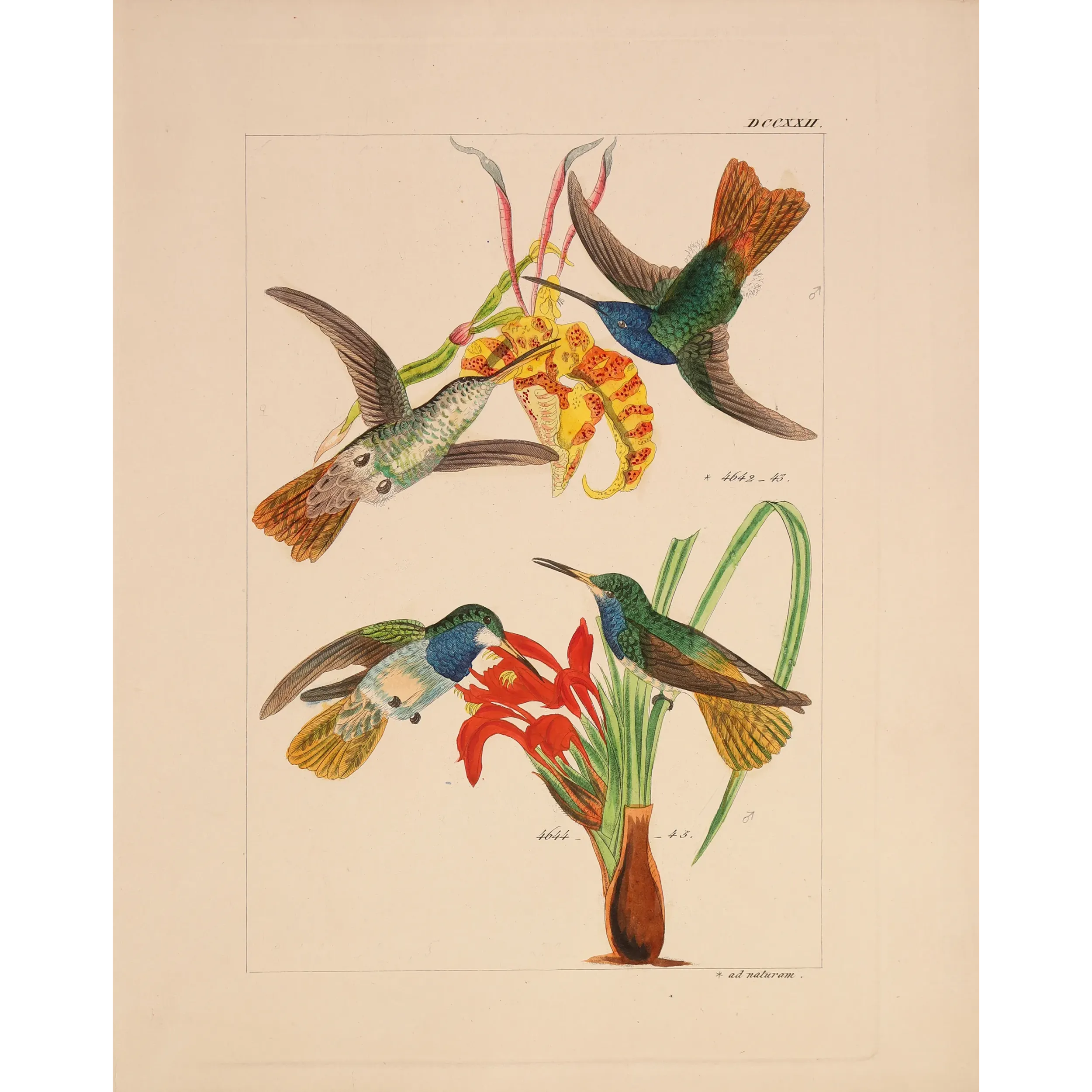 Elicia's Hummingbird | Original Reichenbach Antique Engraving