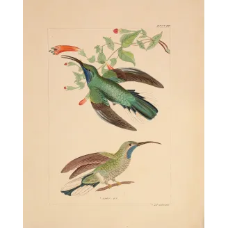 Ramond's Hummingbird | Original Reichenbach Antique Print