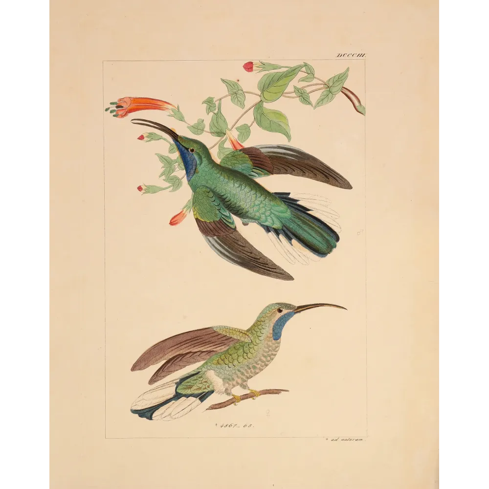 Ramond's Hummingbird | Original Reichenbach Antique Print