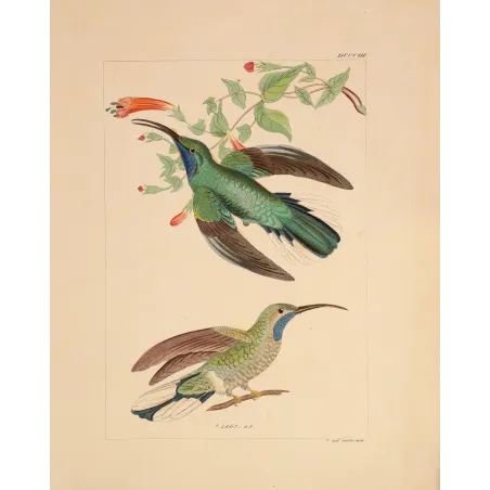 Ramond's Hummingbird | Original Reichenbach Antique Print