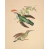 Ramond's Hummingbird (Ramondii) – Original Hand-Colored Engraving by Ludwig Reichenbach, Antique Print