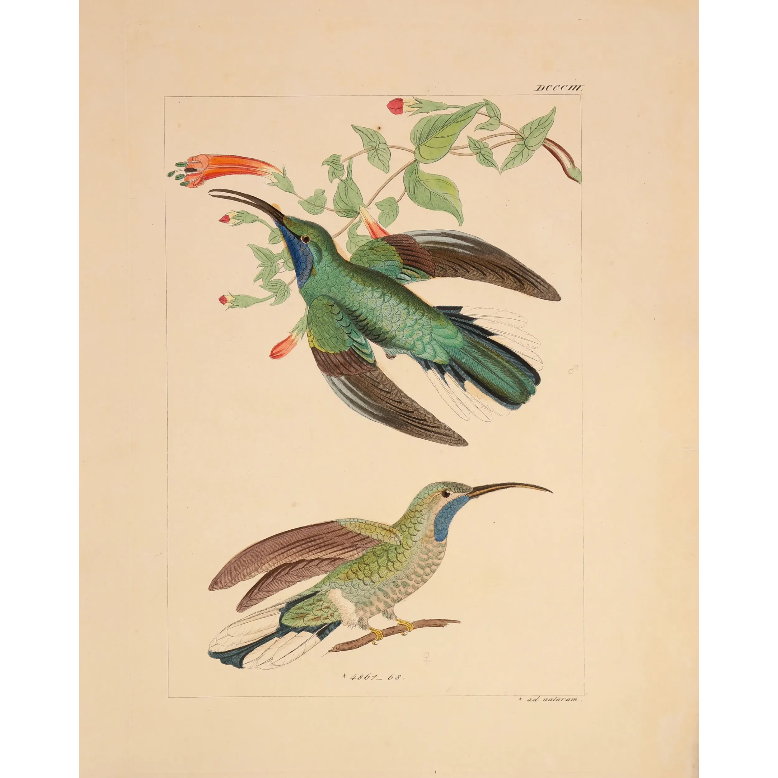 Ramond's Hummingbird | Original Reichenbach Antique Print