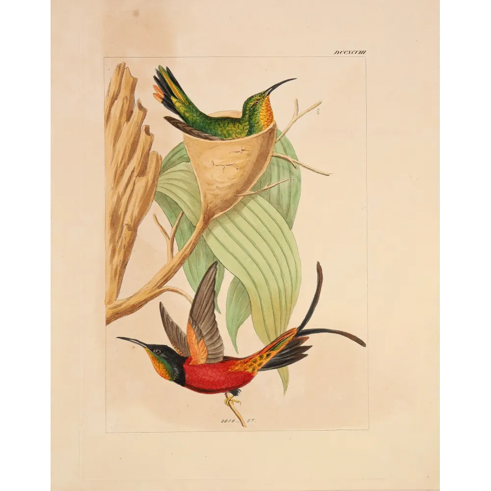 Crimson Topaz with Nest | Original Reichenbach Antique Print
