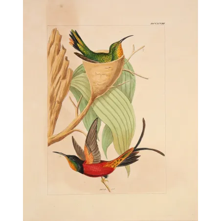 Crimson Topaz with Nest | Original Reichenbach Antique Print