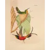 Crimson Topaz (Topaza pyra) with Nest – Original Hand-Colored Engraving by Ludwig Reichenbach, Antique Print