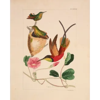 Crimson Topaz with Nest – Reichenbach Antique Hummingbird Engraving