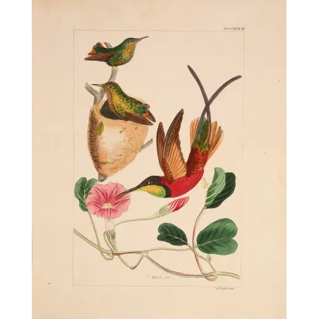 Crimson Topaz with Nest – Reichenbach Antique Hummingbird Engraving