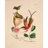 Crimson Topaz (Topaza pyra) with Nest – Original Hand-Colored Engraving by Ludwig Reichenbach, Antique Print