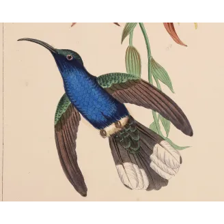 Cuvier’s Sabrewing – Reichenbach Antique Hummingbird Print