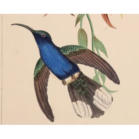 Cuvier’s Sabrewing – Reichenbach Antique Hummingbird Print