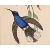 Cuvier’s Sabrewing (Campylopterus cuvierii) – Original Hand-Colored Engraving by Ludwig Reichenbach, Antique Print