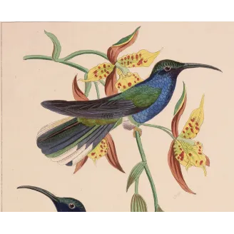Cuvier’s Sabrewing – Reichenbach Antique Hummingbird Print