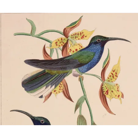 Cuvier’s Sabrewing – Reichenbach Antique Hummingbird Print