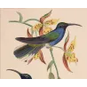 Cuvier’s Sabrewing (Campylopterus cuvierii) – Original Hand-Colored Engraving by Ludwig Reichenbach, Antique Print
