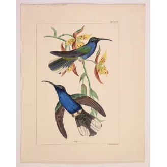 Cuvier’s Sabrewing – Reichenbach Antique Hummingbird Print