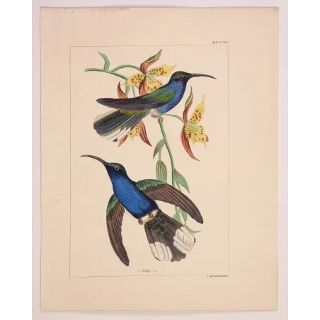 Cuvier’s Sabrewing – Reichenbach Antique Hummingbird Print