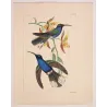 Cuvier’s Sabrewing (Campylopterus cuvierii) – Original Hand-Colored Engraving by Ludwig Reichenbach, Antique Print