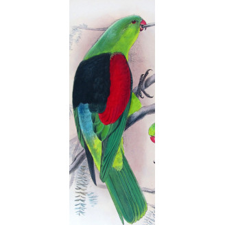 Red-winged Parrot by Roland Green – The Birds of Australia