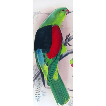 Red-winged Parrot by Roland Green – The Birds of Australia