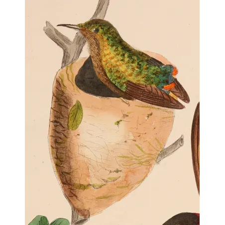 Crimson Topaz with Nest – Reichenbach Antique Hummingbird Engraving