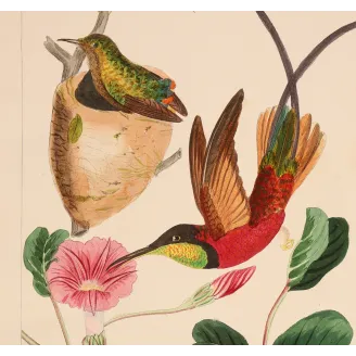 Crimson Topaz with Nest – Reichenbach Antique Hummingbird Engraving