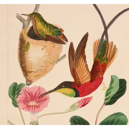Crimson Topaz with Nest – Reichenbach Antique Hummingbird Engraving