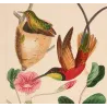 Crimson Topaz (Topaza pyra) with Nest – Original Hand-Colored Engraving by Ludwig Reichenbach, Antique Print