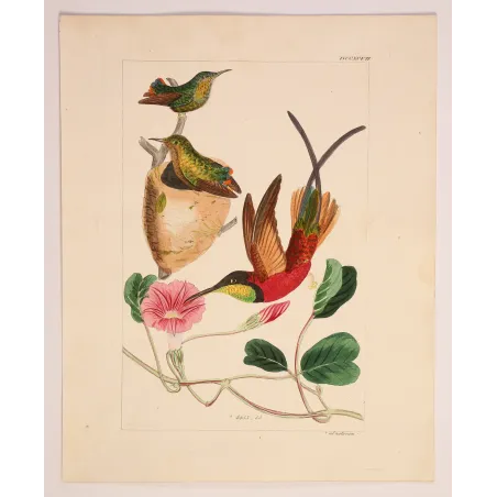 Crimson Topaz with Nest – Reichenbach Antique Hummingbird Engraving