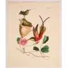 Crimson Topaz (Topaza pyra) with Nest – Original Hand-Colored Engraving by Ludwig Reichenbach, Antique Print