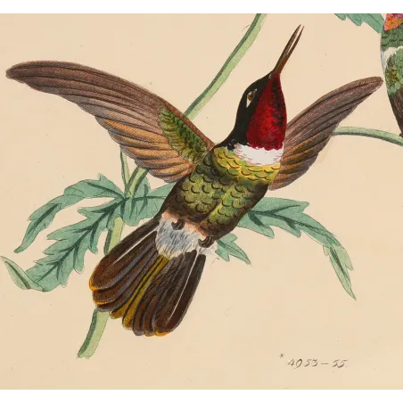 Three Hummingbirds – Reichenbach Antique Engraving
