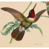 Three Hummingbirds with Pink Blossoms – Original Hand-Colored Engraving by Ludwig Reichenbach, Antique Print