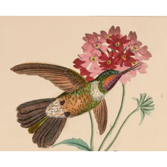 Three Hummingbirds – Reichenbach Antique Engraving