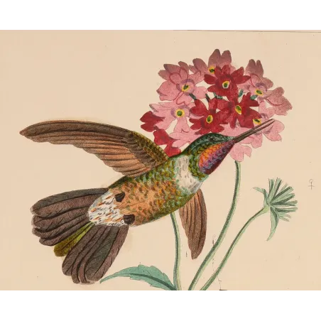 Three Hummingbirds – Reichenbach Antique Engraving