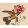 Three Hummingbirds with Pink Blossoms – Original Hand-Colored Engraving by Ludwig Reichenbach, Antique Print