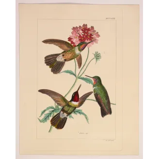 Three Hummingbirds – Reichenbach Antique Engraving