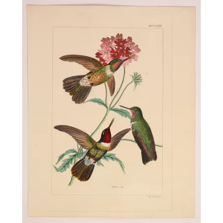 Three Hummingbirds – Reichenbach Antique Engraving