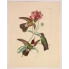 Three Hummingbirds with Pink Blossoms – Original Hand-Colored Engraving by Ludwig Reichenbach, Antique Print