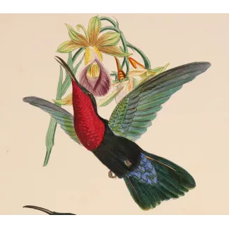 Original hand-colored engraving depicting Purple-throated Carib (Eulampis jugularis)