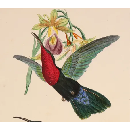 Three Hummingbirds – Reichenbach Antique Engraving