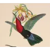 Purple-throated Carib (Eulampis jugularis) – Original Hand-Colored Engraving by Ludwig Reichenbach, Antique Print