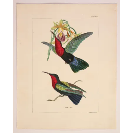Three Hummingbirds – Reichenbach Antique Engraving