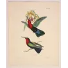 Purple-throated Carib (Eulampis jugularis) – Original Hand-Colored Engraving by Ludwig Reichenbach, Antique Print