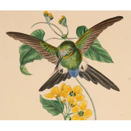 Lucian's Puffleg – Reichenbach Antique Hummingbird Engraving