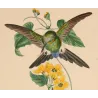 Lucian's Puffleg (Eriocnemis luciani) – Original Hand-Colored Engraving by Ludwig Reichenbach, Antique Print