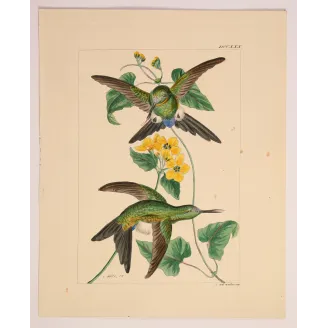 Lucian's Puffleg – Reichenbach Antique Hummingbird Engraving