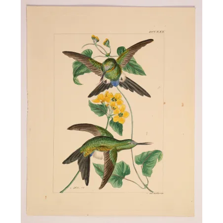 Lucian's Puffleg – Reichenbach Antique Hummingbird Engraving