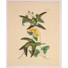 Lucian's Puffleg (Eriocnemis luciani) – Original Hand-Colored Engraving by Ludwig Reichenbach, Antique Print