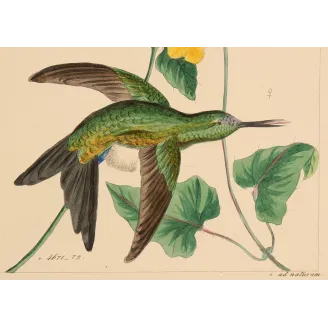 Lucian's Puffleg – Reichenbach Antique Hummingbird Engraving