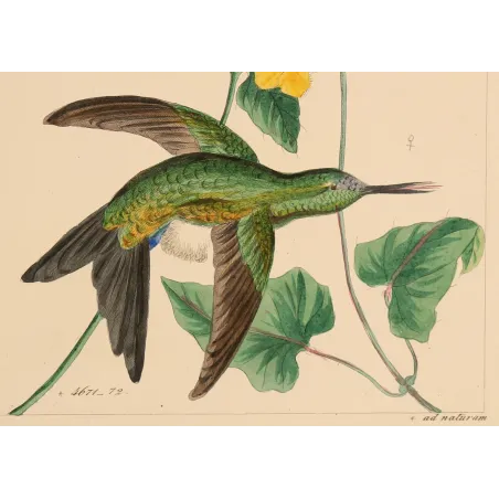 Lucian's Puffleg – Reichenbach Antique Hummingbird Engraving