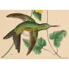 Lucian's Puffleg (Eriocnemis luciani) – Original Hand-Colored Engraving by Ludwig Reichenbach, Antique Print